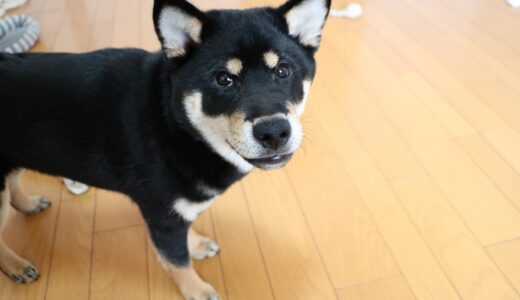 黒柴 大福まめの奥歯が抜けました。