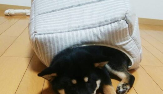 黒柴 大福まめがヤドカリになった。