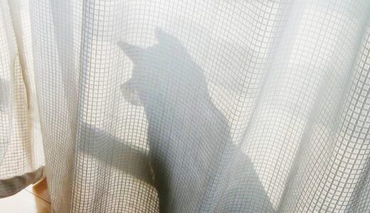 黒柴 大福まめは黒まめの生まれ変わり。