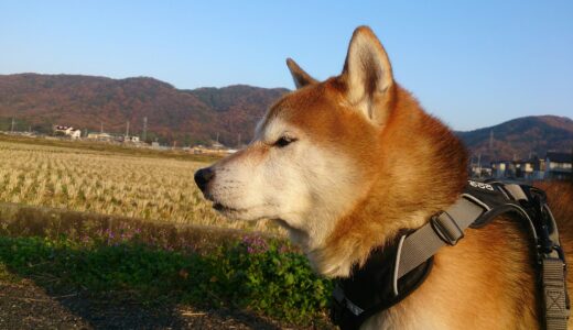 どんな山でも紅葉がきれいなわけではないのです…と柴犬 空まめ。