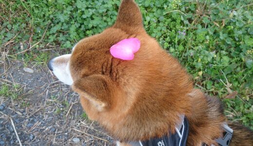 柴犬 空まめとの散歩で知ったサザンカ（山茶花）とツバキ（椿）の見分け方