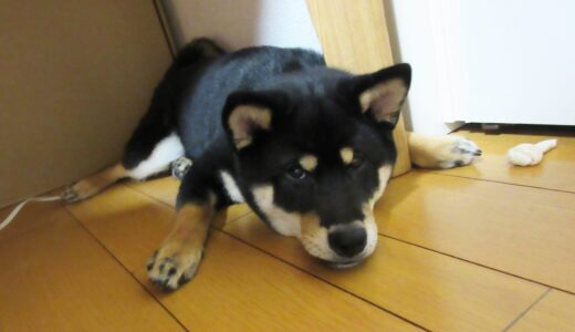 黒柴 大福まめは、なんでそんなところから？