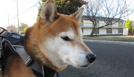 12月に赤い実をつける木は意外に多い。柴犬 空まめの散歩道にある木は「クロガネモチ」？