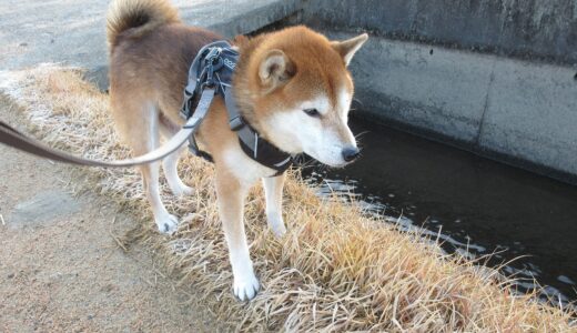 柴犬 空まめ11歳。霜が降りた寒い朝も元気に散歩。