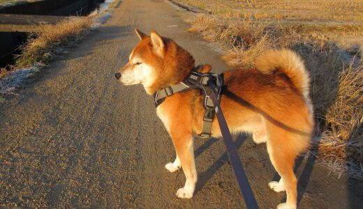柴犬 空まめの散歩道も月と太陽の間
