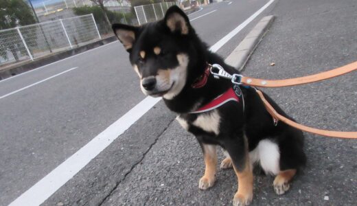 道路の往来を眺める黒柴 大福まめ
