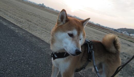 もの凄い夕陽に遭遇した柴犬 空まめ