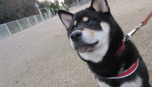黒柴 大福まめとお散歩。いつものように早朝の公園で遊んだ後に気になったのは？