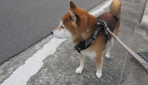 桜の花芽はすでに出来ているのです。…と柴犬 空まめ？