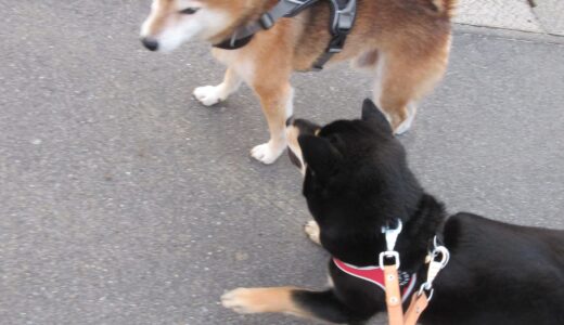 柴犬 空まめと黒柴 大福まめと一緒に散歩