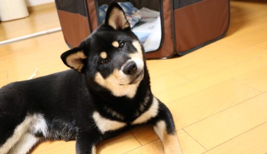 黒柴 大福まめの犬歯はいつ抜けるのでしょう？