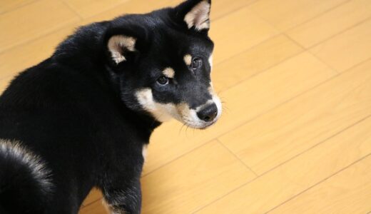 黒柴 大福まめの犬歯が1本抜けました。