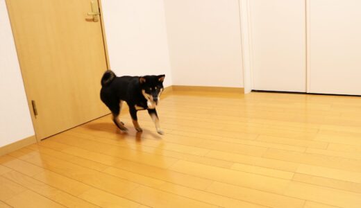 黒柴 大福まめの肉球ケアに尾山製材株式会社のみつろうクリームを使ってみました。