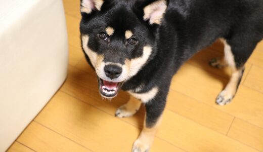 2本目の犬歯はタオルの引っ張りっこで抜けた黒柴 大福まめ