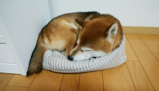 黒柴 大福まめが私の部屋で遊んでいる時、柴犬 空まめは…