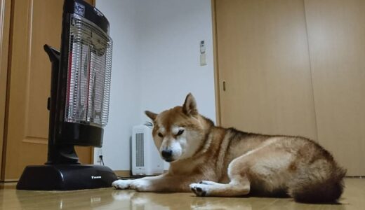 寒い日はストーブの前で丸くなる柴犬 空まめ