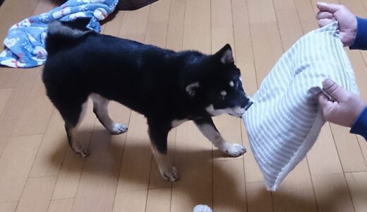 力持ちになった黒柴 大福まめ