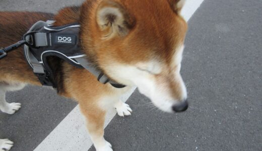 突然白い鳥が飛び出して驚いた柴犬 空まめ