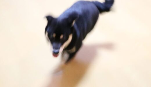 8マンみたいに超スピードで動ける黒柴 大福まめ