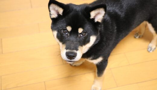 下のソーシャルリンクからフォロー