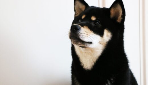 黒柴 大福まめの実験