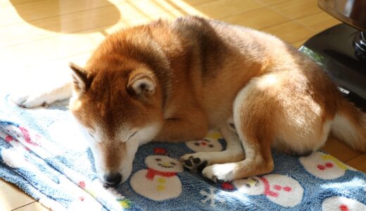 階段から落ちた柴犬 空まめ