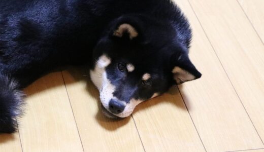 黒柴 大福まめは、なんでそんなかっこうに？