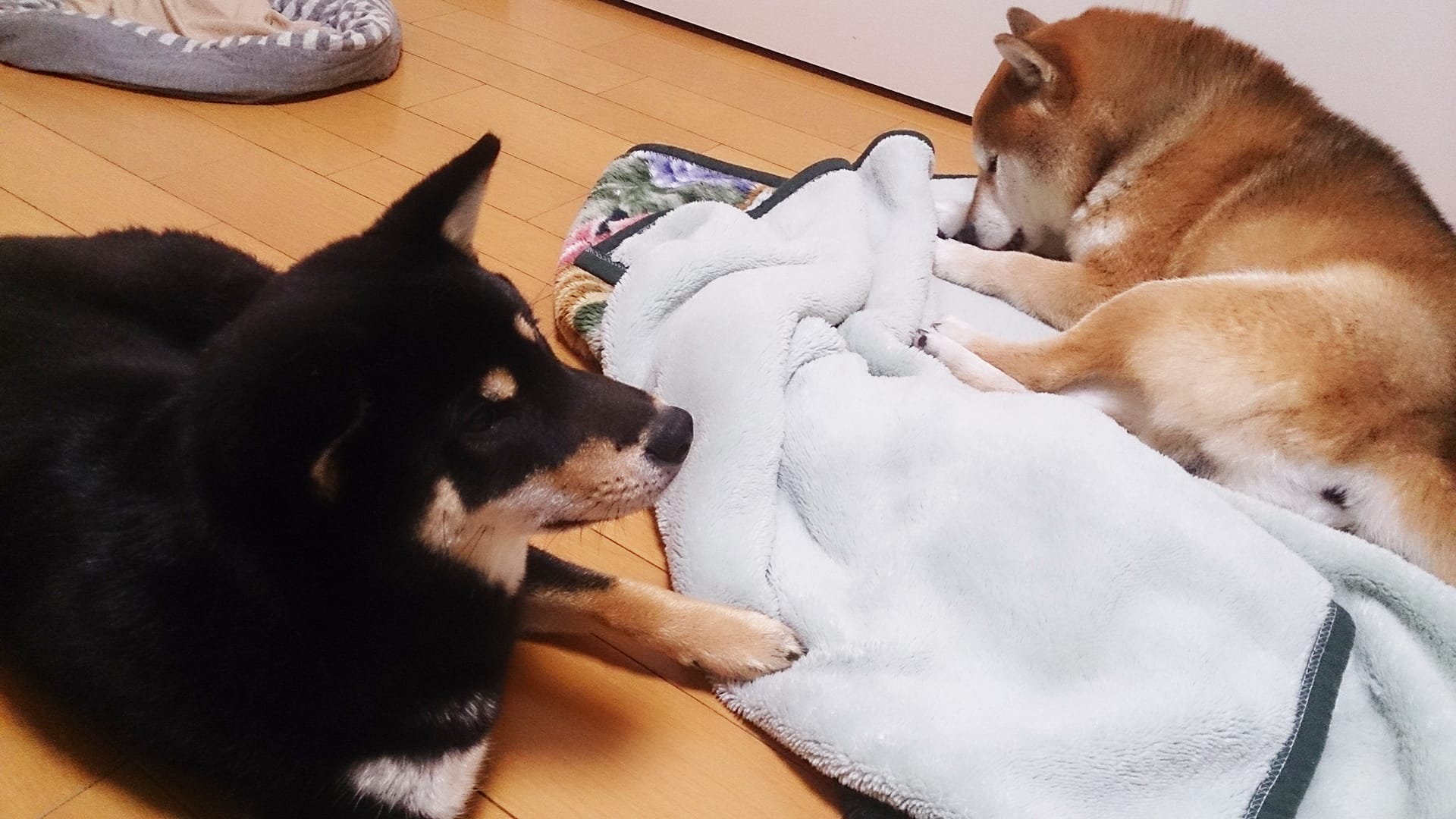 柴犬雄 去勢無し 多頭飼いのしつけ まめ家の柴犬 柴犬雄 去勢無し 多頭飼いのしつけ まめ家の柴犬