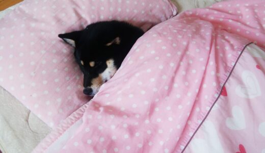 布団ですやすや眠る黒柴 大福まめ