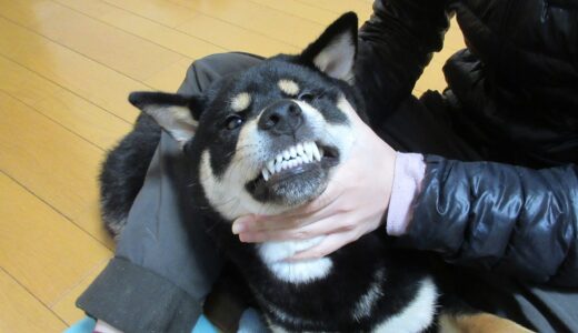 黒柴 大福まめはとてもきれいな歯が生えました。