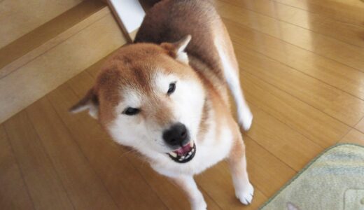 「先に連れて行って」と、うったえる柴犬 空まめ