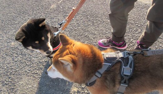 散歩中も柴犬 空まめと黒柴 大福まめはなかよし？