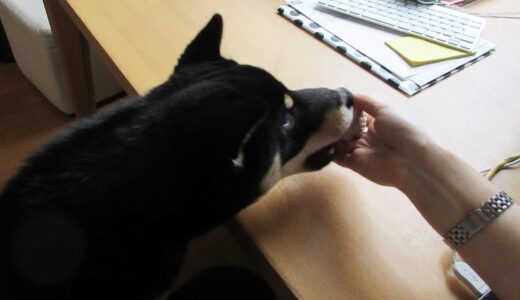 遊んで欲しくてコットンボールを机の上に持ってくる黒柴 大福まめ