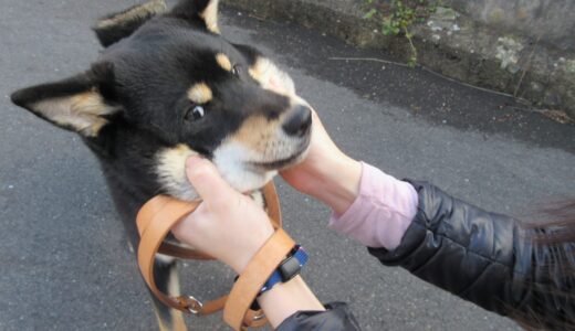 黒柴 大福まめはまだまだ子供の顔ですが、少しほっぺが膨らんできました。