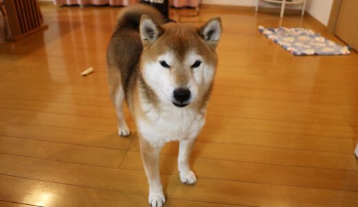 12歳おめでとう☆ 2月8日は柴犬 空まめの誕生日。