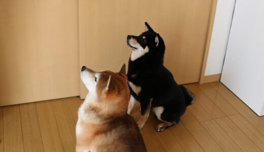 まめ家の柴犬たちにおやついっぱい