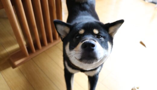 黒柴 大福まめの下毛が抜けはじめました。