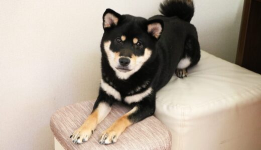 キューブスツールの上で寝るようになった黒柴 大福まめ