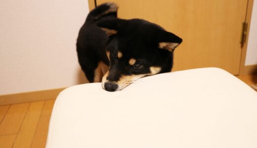 黒柴 大福まめはどんなキューブスツールの上でも寝るわけではありません。