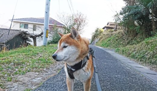 柴犬 空まめと桃の花
