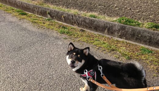 黒柴 大福まめとの散歩で見つけた3月の草花