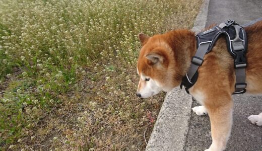 柴犬 空まめの散歩道にナズナの群生