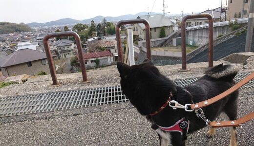 急な階段を一生懸命上った黒柴 大福まめ
