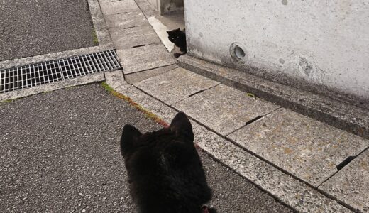 黒猫に出会った黒柴 大福まめ