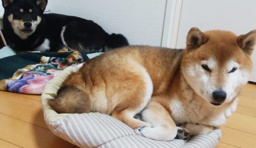 柴犬 空まめと黒柴 大福まめのごろ寝
