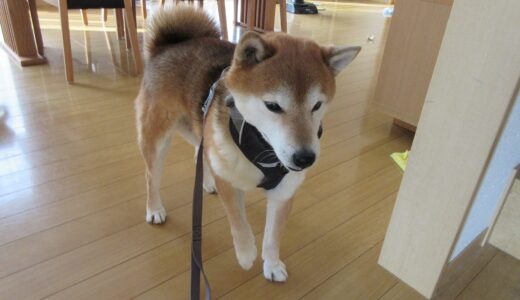 ハーネスが中途半端になって固まる柴犬 空まめ