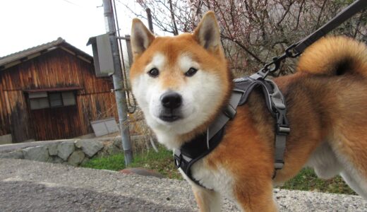 柴犬 空まめと梅の花？ 桃の花？