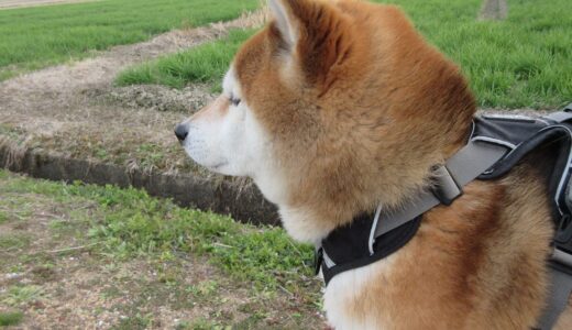 柴犬 空まめとの散歩で実感する春の訪れ