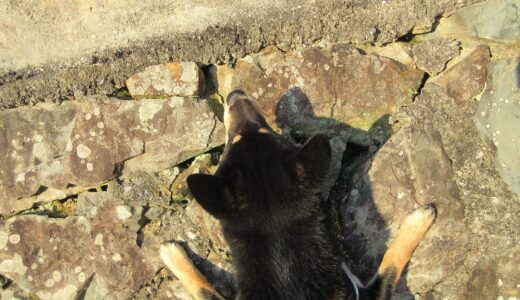 猫が気になった黒柴 大福まめ