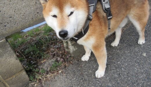 アオサギはどこにでもいる鳥？ 柴犬 空まめと巨大生物?
